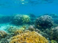 Vivid coral reef diversity. Tropical seashore underwater photo. Marine nature. Warm sea shore. Coral reef on sea bottom Royalty Free Stock Photo