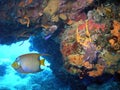 A Vivid Coral Reef w/ Queen Angelfish Royalty Free Stock Photo