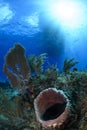 Vivid Coral Reefs under Sun Light in Bahamas Underwater