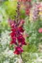 Vivid Crimson flower of Antirrhinum Majus Ã¢â¬ËCrimson Velvet` Snapdragon portrait close up