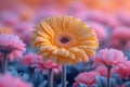 Vivid Daisy with Dewdrops in Dreamy Garden. Royalty Free Stock Photo