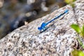 Vivid Dancer Argia vivida damselfly sitting on a rock; Yosemite National Park, Sierra Nevada mountains, California; it is a