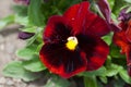 Vivid dark colored pansies in a park