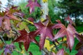 Vivid dark red and brown leaves of Acer platanoides or Norway maple tree, in a garden during a sunny autumn day, beautiful outdoor