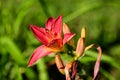 Vivid dark red Hemerocallis Siloam Paul Watts plant, know as daylily, Lilium or Lily plant in a British cottage style garden in a Royalty Free Stock Photo