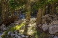 Vivid deep forest mountain nature scenery landscape with stones rocks between trees and bright sun rays in morning fresh spring