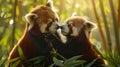Vivid depiction of red pandas frolicking in bamboo forest under dappled sunlight Royalty Free Stock Photo