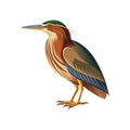 Vivid American Bittern Bird Design Royalty Free Stock Photo