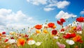 close-up view of colorful poppy flowers in a field, bathed in the warm sunlight of a beautiful spring day.