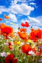 close-up view of colorful poppy flowers in a field, bathed in the warm sunlight of a beautiful spring day.