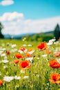 close-up view of colorful poppy flowers in a field, bathed in the warm sunlight of a beautiful spring day.