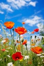 close-up view of colorful poppy flowers in a field, bathed in the warm sunlight of a beautiful spring day.