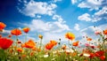 close-up view of colorful poppy flowers in a field, bathed in the warm sunlight of a beautiful spring day.