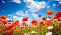 close-up view of colorful poppy flowers in a field, bathed in the warm sunlight of a beautiful spring day.