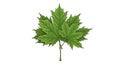 Detailed illustration of a fresh green maple leaf on white Royalty Free Stock Photo