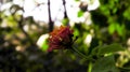 Vibrant Lantana Flower Closeup