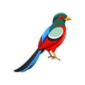 Vivid Elegant Trogon Bird Design Royalty Free Stock Photo