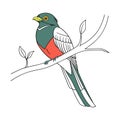 Vivid Elegant Trogon Bird Design Royalty Free Stock Photo