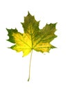 Vivid fall leaf Royalty Free Stock Photo