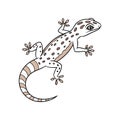 Vivid Flat-Tailed House Gecko Wildlife Representation Royalty Free Stock Photo