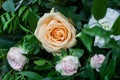 Vivid Floral Symphony: Close-Up of a Flower Arrangement Featuring Various Roses in a Beautiful Bunch Royalty Free Stock Photo