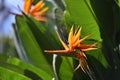 Vivid flower of Bird of Paradise Royalty Free Stock Photo