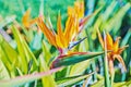 Vivid flower of Bird of Paradise or Strelitzia Reginae among leaves