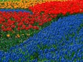 Vivid flowerbed