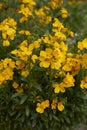 Vivid flowers of Erysimum cheiri