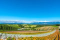 Vivid flowers streak pattern attracts visitors. Panoramic colorful flower field in Shikisai-no-oka