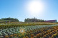 Vivid flowers streak pattern attracts visitors. Panoramic colorful flower field in Shikisai-no-oka