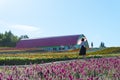 Vivid flowers streak pattern attracts visitors. Panoramic colorful flower field in Shikisai-no-oka