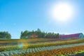 Vivid flowers streak pattern attracts visitors. Panoramic colorful flower field in Shikisai-no-oka