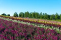 Vivid flowers streak pattern attracts visitors. Panoramic colorful flower field in Shikisai-no-oka