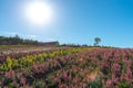 Vivid flowers streak pattern attracts visitors. Panoramic colorful flower field in Shikisai-no-oka