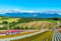 Vivid flowers streak pattern attracts visitors. Panoramic colorful flower field in Shikisai-no-oka