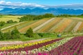 Vivid flowers streak pattern attracts visitors. Panoramic colorful flower field in Shikisai-no-oka