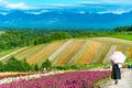 Vivid flowers streak pattern attracts visitors. Panoramic colorful flower field in Shikisai-no-oka