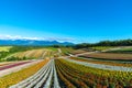 Vivid flowers streak pattern attracts visitors. Panoramic colorful flower field in Shikisai-no-oka