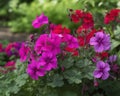 A vivid fuchsia and magenta geranium in full bloom. Trendy color of 2023 Viva Magenta.. AI generation