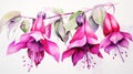 Vivid Fuchsia Watercolor Art: Joana Kerr\'s Realistic Masterpiece With Elaborate Borders