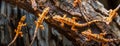 Vivid geckos on tree bark