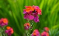 Vivid and gorgeous Erysimum cheiri flowers close up.