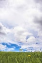 Vivid grasses and yellow flowers with bright blue sky and thick clouds overhead Royalty Free Stock Photo