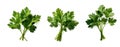 A vivid green Cilantro bunch rests created by Generative AI