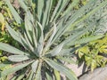 Vivid green circular array plant