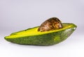 Vivid green colour avocado on a white background