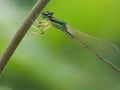 A vivid green damselfly perches delicately, its compound eyes alertâan exquisite marvel of insect evolution. Royalty Free Stock Photo