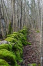 Vivid green dry stone wall