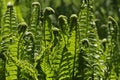 Vivid green fern leaves backlit by the sun. Royalty Free Stock Photo